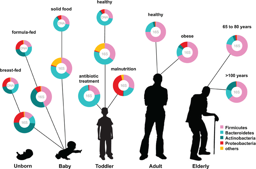 Menselijk microbioom gedurende verschillende levensfases